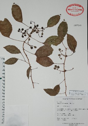  (Cissus biformifolia - Alvarez3459)  @11 [ ] Unspecified (default): All Rights Reserved  Unspecified Unspecified