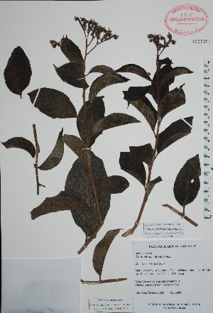  (Tournefortia hirsutissima - Alvarez5205)  @11 [ ] Unspecified (default): All Rights Reserved  Unspecified Unspecified