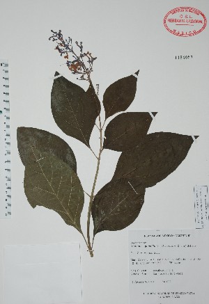  (Cornutia grandifolia - Alvarez6364)  @11 [ ] Unspecified (default): All Rights Reserved  Unspecified Unspecified