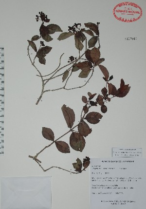  (Psychotria fruticetorum - Alvarez6507)  @11 [ ] Unspecified (default): All Rights Reserved  Unspecified Unspecified