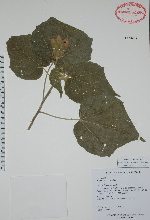  (Hibiscus clypeatus - Alvarez7754)  @11 [ ] Unspecified (default): All Rights Reserved  Unspecified Unspecified