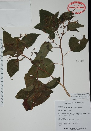  (Heliocarpus mexicanus - Alvarez7883)  @11 [ ] Unspecified (default): All Rights Reserved  Unspecified Unspecified