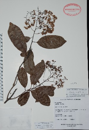 (Ehretia tinifolia - Alvarez8539)  @11 [ ] Unspecified (default): All Rights Reserved  Unspecified Unspecified