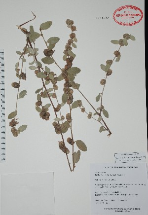  (Waltheria rotundifolia - Alvarez8689)  @11 [ ] Unspecified (default): All Rights Reserved  Unspecified Unspecified