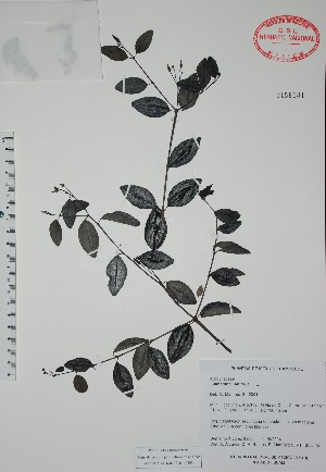  (Cameraria latifolia - Alvarez8862)  @13 [ ] Unspecified (default): All Rights Reserved  Unspecified Unspecified