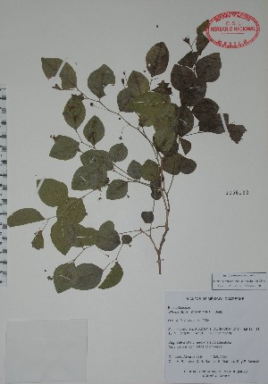  (Phyllanthus mocinianus - Alvarez8994)  @11 [ ] Unspecified (default): All Rights Reserved  Unspecified Unspecified
