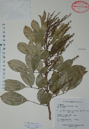  (Lonchocarpus hondurensis - Calonico21573)  @11 [ ] Unspecified (default): All Rights Reserved  Unspecified Unspecified