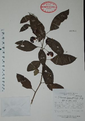  (Solanum lanceifolium - Lira629)  @11 [ ] Unspecified (default): All Rights Reserved  Unspecified Unspecified