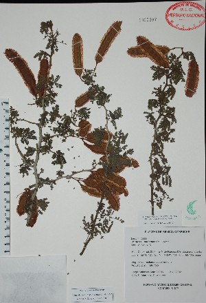 (Mimosa bahamensis - Mtz21906)  @11 [ ] Unspecified (default): All Rights Reserved  Unspecified Unspecified