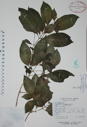  (Psychotria pubescens - Mtz27426)  @11 [ ] Unspecified (default): All Rights Reserved  Unspecified Unspecified