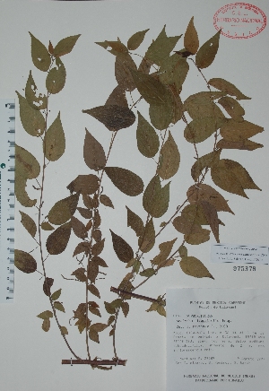  (Acalypha diversifolia - Mtz28289)  @11 [ ] Unspecified (default): All Rights Reserved  Unspecified Unspecified