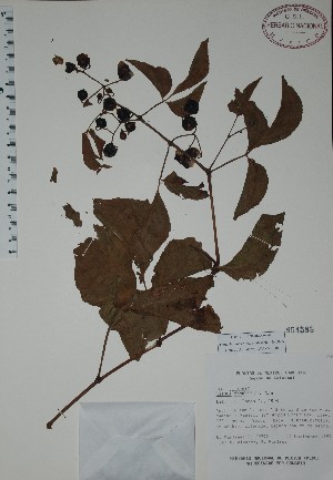  (Cissus rhombifolia - Mtz29792)  @11 [ ] Unspecified (default): All Rights Reserved  Unspecified Unspecified