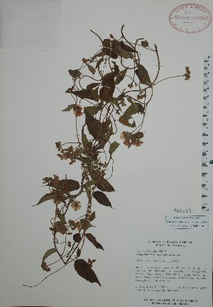  (Jacquemontia apiculata - Mtz29873)  @11 [ ] Unspecified (default): All Rights Reserved  Unspecified Unspecified