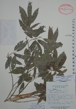  (Ficus padifolia - Mtz30264)  @11 [ ] Unspecified (default): All Rights Reserved  Unspecified Unspecified