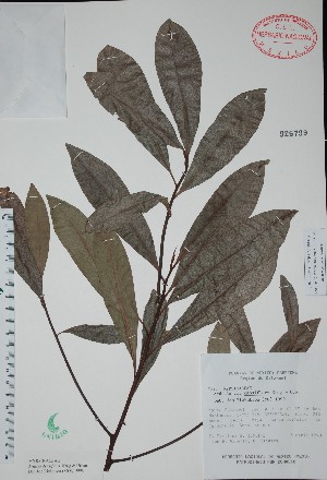  (Ardisia densiflora - Mtz30511B)  @11 [ ] Unspecified (default): All Rights Reserved  Unspecified Unspecified