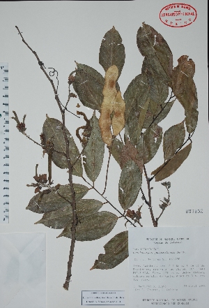  (Lonchocarpus guatemalensis - Mtz30695)  @11 [ ] Unspecified (default): All Rights Reserved  Unspecified Unspecified