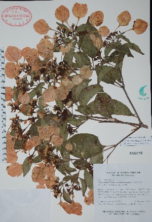  (Calycophyllum candidissimum - Mtz31934)  @11 [ ] Unspecified (default): All Rights Reserved  Unspecified Unspecified