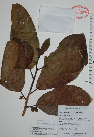  (Ficus lapathifolia - Mtz35195)  @11 [ ] Unspecified (default): All Rights Reserved  Unspecified Unspecified
