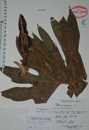  (Philodendron radiatum - Mtz35448)  @11 [ ] Unspecified (default): All Rights Reserved  Unspecified Unspecified