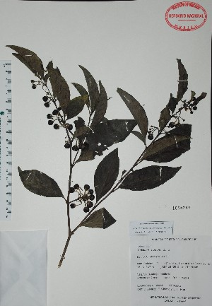  (Solanum nudum - Mtz35934)  @11 [ ] Unspecified (default): All Rights Reserved  Unspecified Unspecified