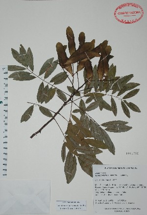  (Lonchocarpus castilloi - Mtz35962)  @11 [ ] Unspecified (default): All Rights Reserved  Unspecified Unspecified