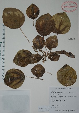  (Oreopanax obtusifolia - Ramossn)  @11 [ ] Unspecified (default): All Rights Reserved  Unspecified Unspecified