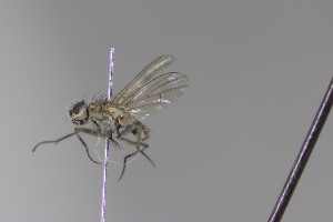  (Schoenomyza sp - MACN-EN-DIP2024-00AAA11)  @11 [ ] CC BY-NC-ND 4.0  Unspecified Unspecified