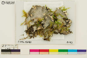  (Peltigera vitikainenii - CCDB-33187-A09)  @11 [ ] CreativeCommons - Attribution Non-Commercial Share-Alike (2020) Chris Deduke Canadian Museum of Nature