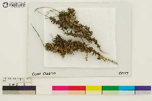 (Tuckermanopsis chlorophylla - CCDB-33187-B05)  @11 [ ] CreativeCommons - Attribution Non-Commercial Share-Alike (2020) Chris Deduke Canadian Museum of Nature