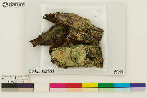  ( - CCDB-33187-C05)  @11 [ ] CreativeCommons - Attribution Non-Commercial Share-Alike (2020) Chris Deduke Canadian Museum of Nature
