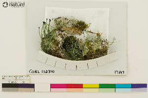  (Pilophorus acicularis - CCDB-33187-D02)  @11 [ ] CreativeCommons - Attribution Non-Commercial Share-Alike (2020) Chris Deduke Canadian Museum of Nature