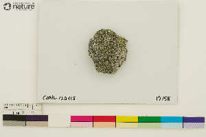  (Rhizocarpon anaperum - CCDB-33187-D04)  @11 [ ] CreativeCommons - Attribution Non-Commercial Share-Alike (2020) Chris Deduke Canadian Museum of Nature