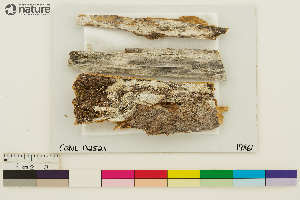  (Loxosporopsis corallifera - CCDB-33187-E07)  @11 [ ] CreativeCommons - Attribution Non-Commercial Share-Alike (2020) Chris Deduke Canadian Museum of Nature