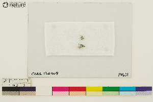  ( - CCDB-33187-F02)  @11 [ ] CreativeCommons - Attribution Non-Commercial Share-Alike (2020) Chris Deduke Canadian Museum of Nature