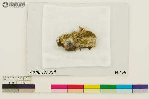 ( - CCDB-33187-G05)  @11 [ ] CreativeCommons - Attribution Non-Commercial Share-Alike (2020) Chris Deduke Canadian Museum of Nature