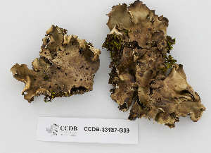  (Peltigera scabrosa - CCDB-33187-G09)  @11 [ ] CreativeCommons - Attribution Non-Commercial Share-Alike (2020) Hayley Paquette Canadian Museum of Nature