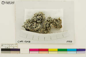  (Stereocaulon sterile - CCDB-33187-H05)  @11 [ ] CreativeCommons - Attribution Non-Commercial Share-Alike (2020) Chris Deduke Canadian Museum of Nature