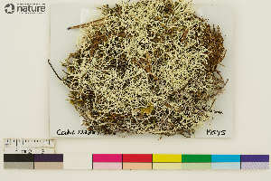  (Cladonia ciliata - CCDB-33188-B06)  @11 [ ] CreativeCommons - Attribution Non-Commercial Share-Alike (2020) Chris Deduke Canadian Museum of Nature