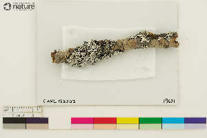  (Hypogymnia enteromorpha - CCDB-33188-B11)  @11 [ ] CreativeCommons - Attribution Non-Commercial Share-Alike (2020) Chris Deduke Canadian Museum of Nature