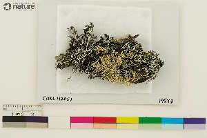  (Hypogymnia duplicata - CCDB-33188-C11)  @11 [ ] CreativeCommons - Attribution Non-Commercial Share-Alike (2020) Chris Deduke Canadian Museum of Nature