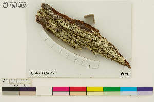  (Calicium lenticulare - CCDB-33188-D04)  @11 [ ] CreativeCommons - Attribution Non-Commercial Share-Alike (2020) Chris Deduke Canadian Museum of Nature