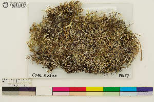  (Cladonia wainioi - CCDB-33188-E09)  @11 [ ] CreativeCommons - Attribution Non-Commercial Share-Alike (2020) Chris Deduke Canadian Museum of Nature