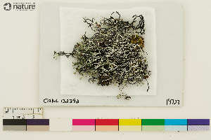  (Hypogymnia duplicata - CCDB-33188-E11)  @11 [ ] CreativeCommons - Attribution Non-Commercial Share-Alike (2020) Chris Deduke Canadian Museum of Nature