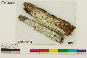  ( - CCDB-33188-G11)  @11 [ ] CreativeCommons - Attribution Non-Commercial Share-Alike (2020) Chris Deduke Canadian Museum of Nature