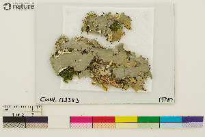  ( - CCDB-36282-A11)  @11 [ ] CreativeCommons - Attribution Non-Commercial Share-Alike (2020) Chris Deduke Canadian Museum of Nature