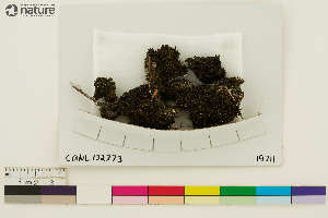  ( - CCDB-36282-B04)  @11 [ ] CreativeCommons - Attribution Non-Commercial Share-Alike (2020) Chris Deduke Canadian Museum of Nature