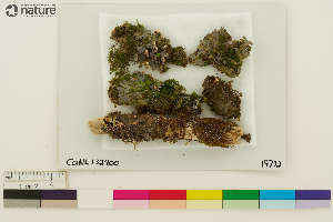  ( - CCDB-36282-B08)  @11 [ ] CreativeCommons - Attribution Non-Commercial Share-Alike (2020) Chris Deduke Canadian Museum of Nature
