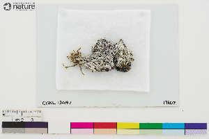  (Ochrolechia mahluensis - CCDB-36282-B09)  @11 [ ] CreativeCommons - Attribution Non-Commercial Share-Alike (2020) Chris Deduke Canadian Museum of Nature