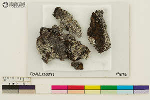  ( - CCDB-36282-C06)  @11 [ ] CreativeCommons - Attribution Non-Commercial Share-Alike (2020) Chris Deduke Canadian Museum of Nature
