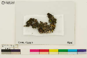  (Peltigera collina - CCDB-36282-C11)  @11 [ ] CreativeCommons - Attribution Non-Commercial Share-Alike (2020) Chris Deduke Canadian Museum of Nature